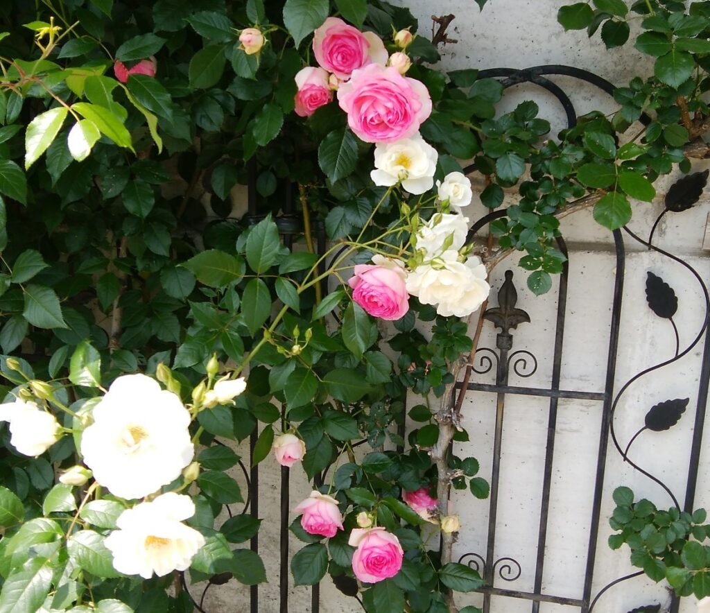 バラの季節 小さな庭 癒しのイングリッシュガーデン