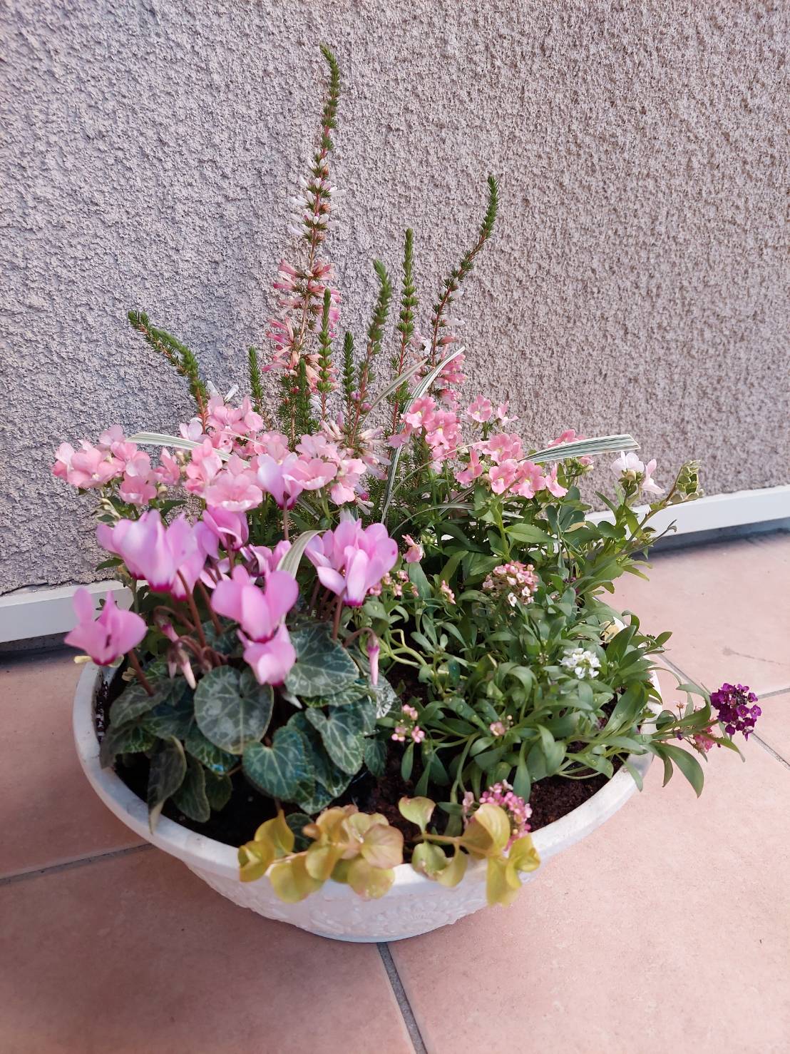 モフモフネメシア　シクラメンの寄植え ピンクのネメシアとガーデンシクラメンの寄せ植え | ガーデン ウイング青葉