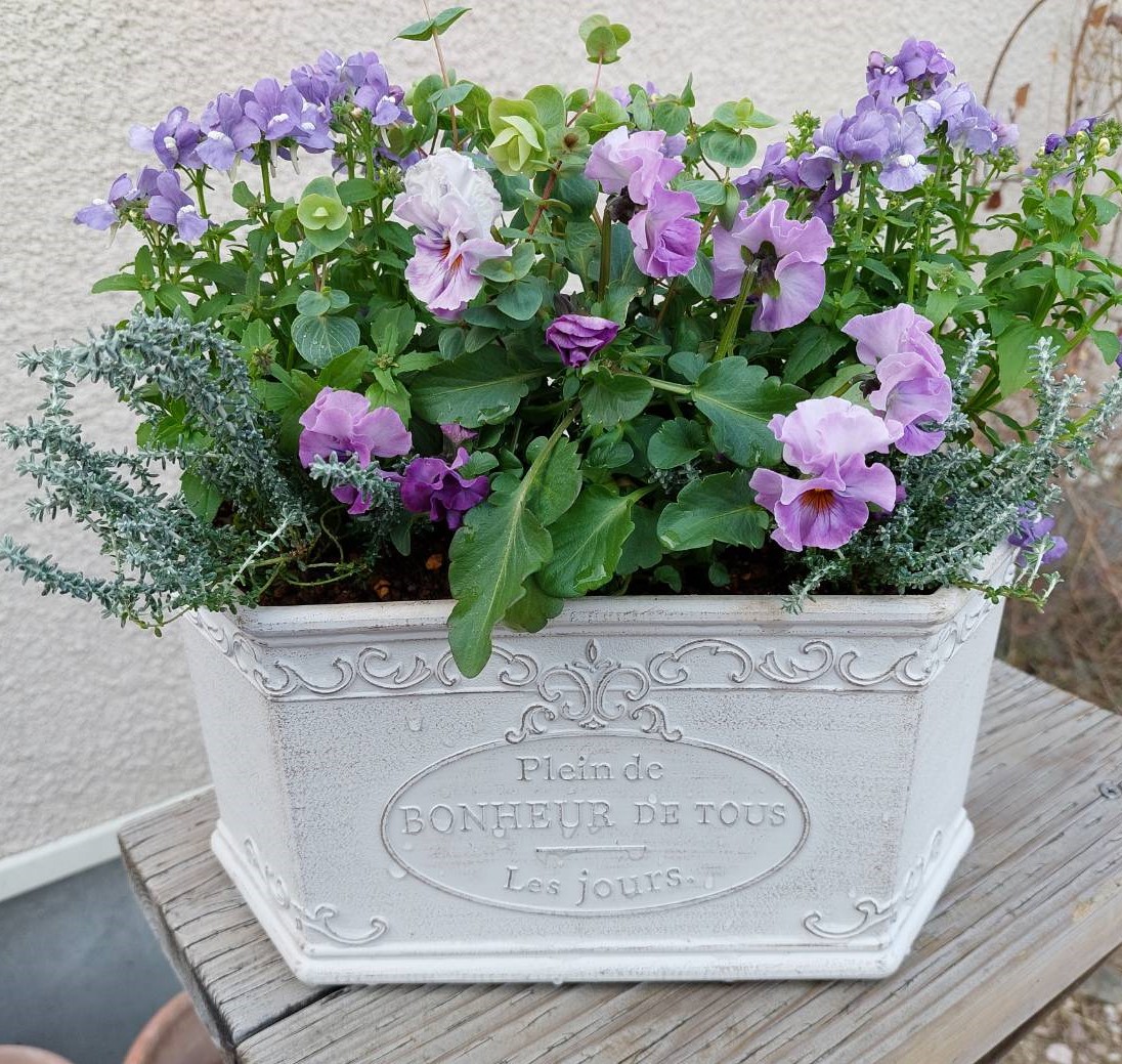 ネメシアとビオラの寄せ植え | ガーデン ウイング青葉